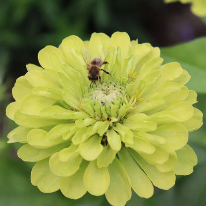 Park Seed Park's Picks Lime Zinnia Seeds