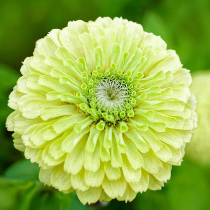 Park Seed Park's Picks Lime Zinnia Seeds