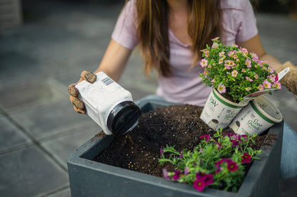 Proven Winners Direct Supertunia Mini Vista Indigo (Petunia)