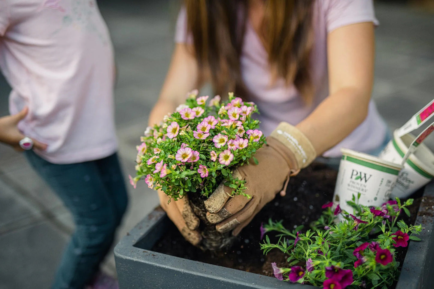 Proven Winners Direct Snowstorm Snow Globe Bacopa (Sutera)