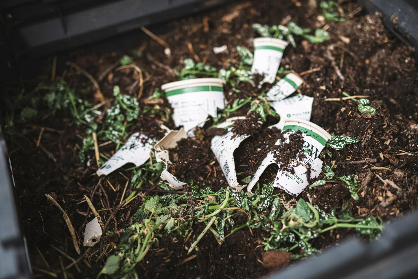 Proven Winners Direct Snowstorm Snow Globe Bacopa (Sutera)