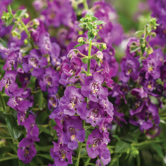 Proven Winners Direct Angelface Blue Summer Snapdragon (Angelonia)