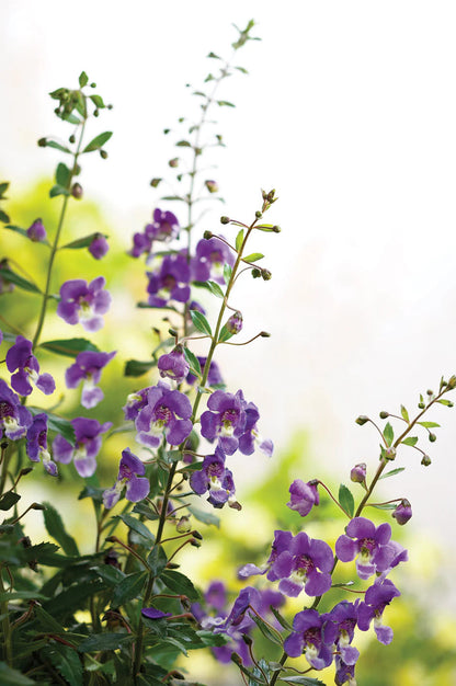 Proven Winners Direct Angelface Blue Summer Snapdragon (Angelonia)