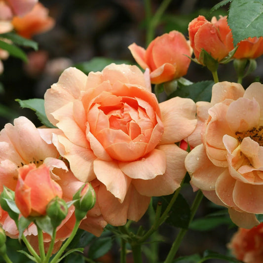 Proven Winners Direct At Last Rose (Rosa)