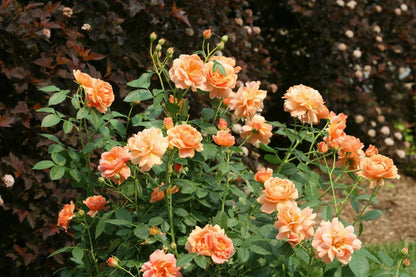 Proven Winners Direct At Last Rose (Rosa)