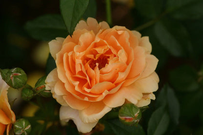 Proven Winners Direct At Last Rose (Rosa)