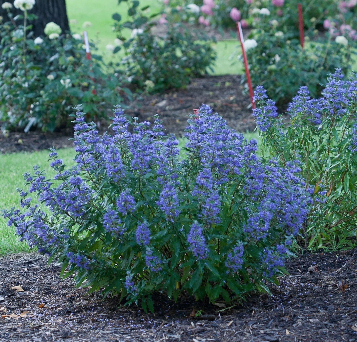 Proven Winners Direct Beyond Midnight Bluebeard (Caryopteris)