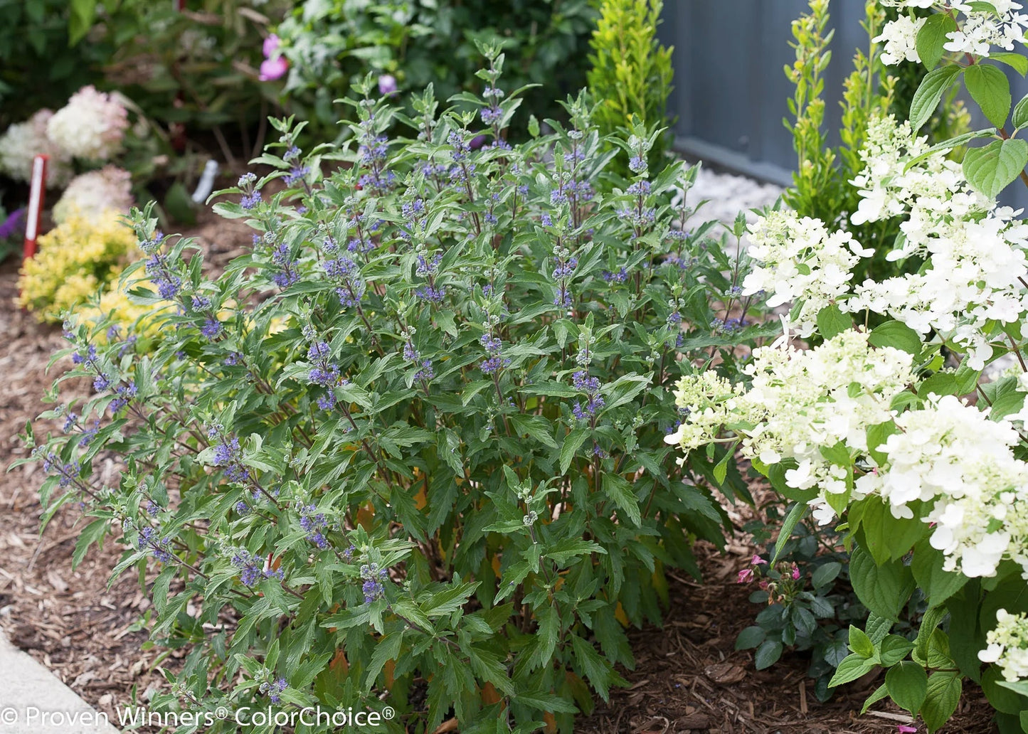 Proven Winners Direct Beyond Midnight Bluebeard (Caryopteris)