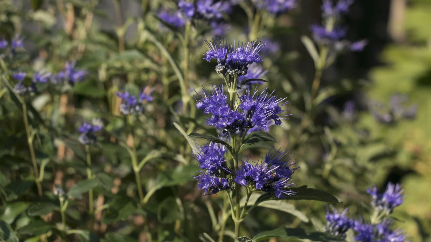 Proven Winners Direct Beyond Midnight Bluebeard (Caryopteris)