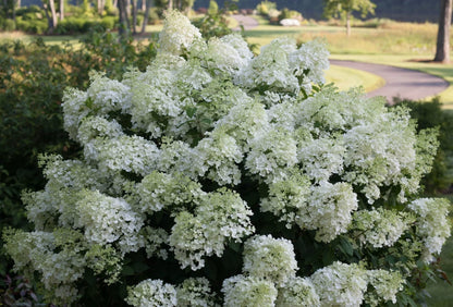 Proven Winners Direct Bobo Hardy Hydrangea (Paniculata)