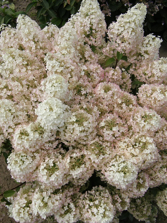 Proven Winners Direct Bobo Hardy Hydrangea (Paniculata)