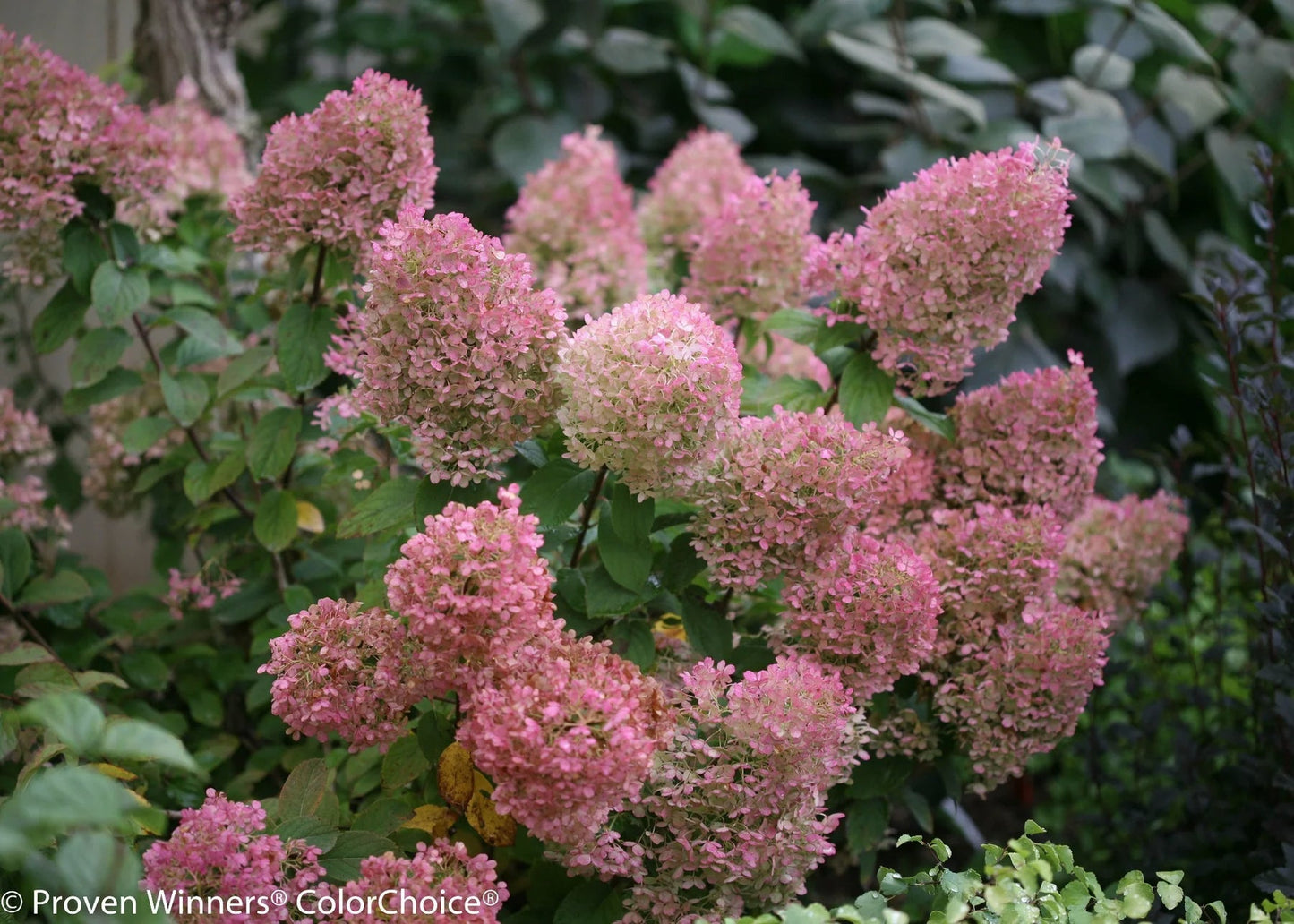 Proven Winners Direct Bobo Hardy Hydrangea (Paniculata)