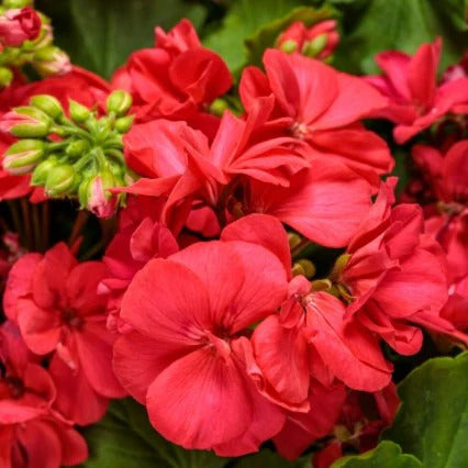 Proven Winners Direct Boldly Coral Geranium (Pelargonium) - New Proven Winners Variety 2024