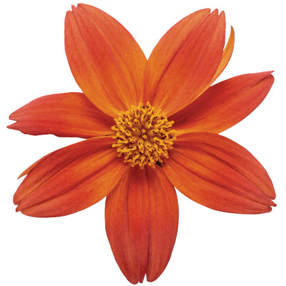 Proven Winners Direct Campfire Flame (Bidens)