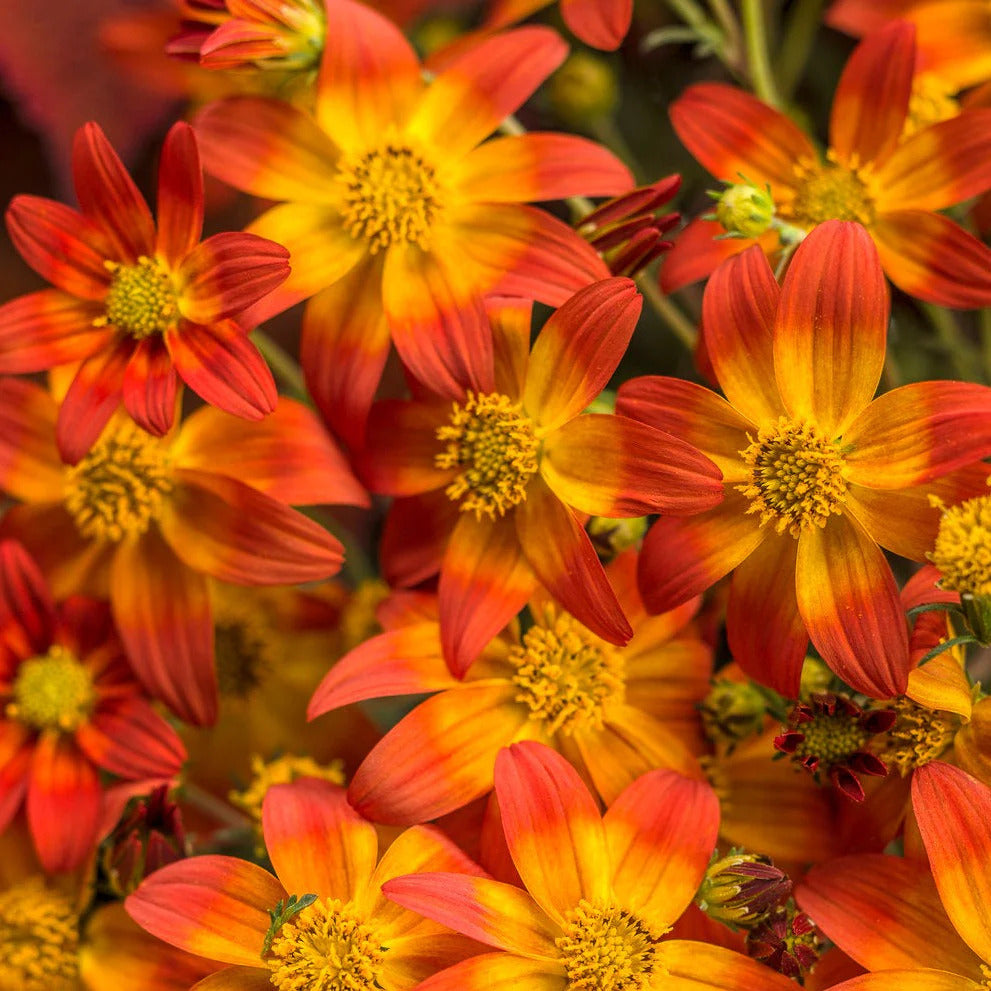 Proven Winners Direct Campfire Flame (Bidens)