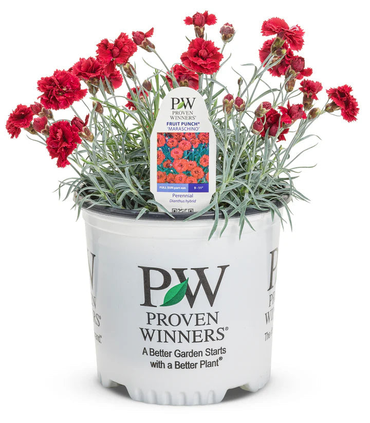 Proven Winners Direct Fruit Punch 'Maraschino' Pinks (Dianthus hybrid)