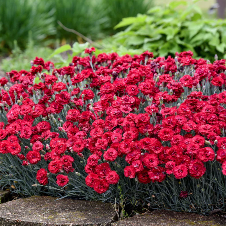 Proven Winners Direct Fruit Punch 'Maraschino' Pinks (Dianthus hybrid)