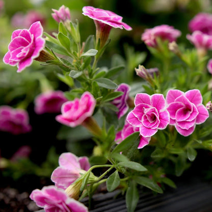 Proven Winners Direct Superbells Doublette Love Swept (Calibrachoa)