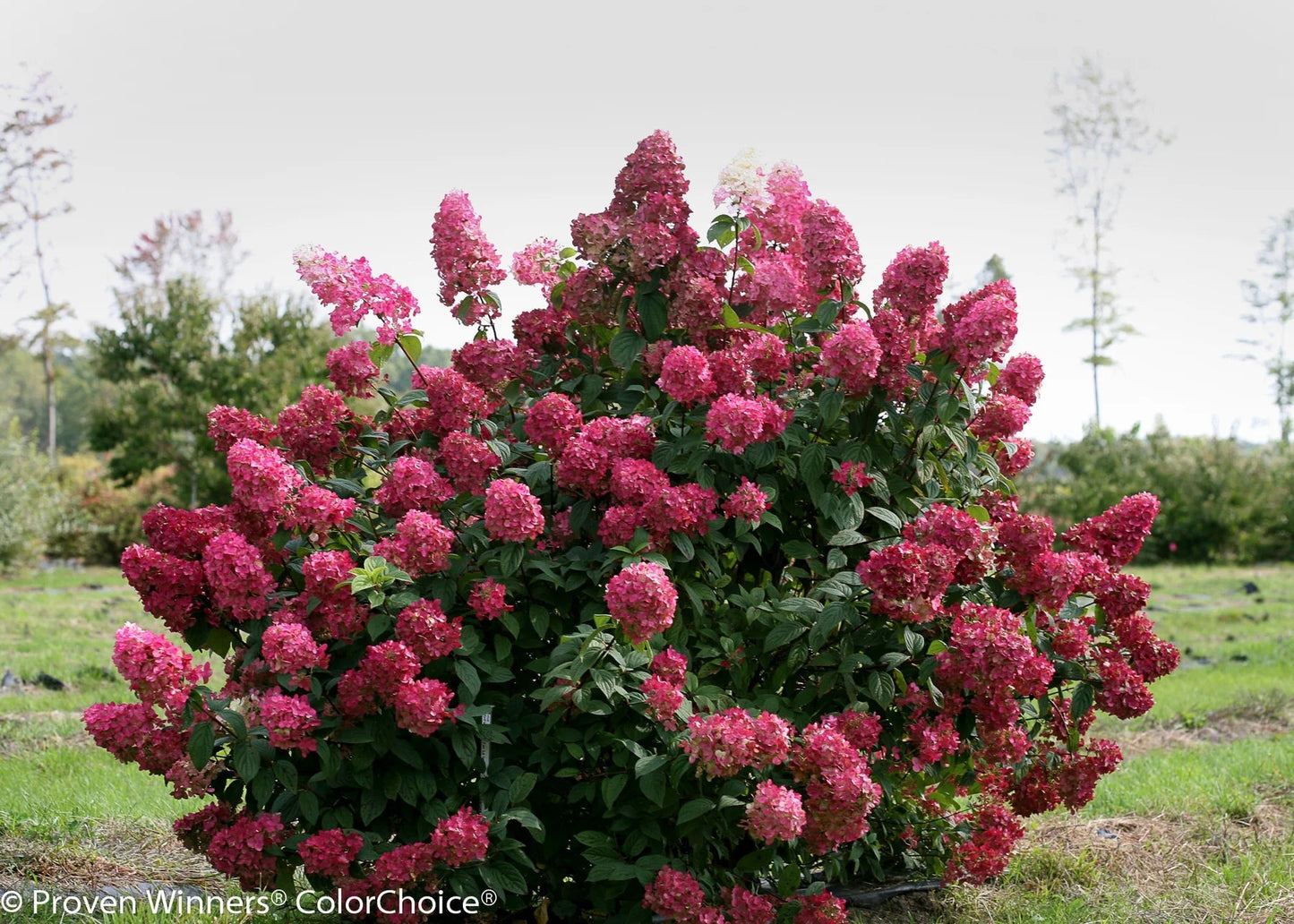 Proven Winners Direct Fire Light Hardy Hydrangea (Paniculata)