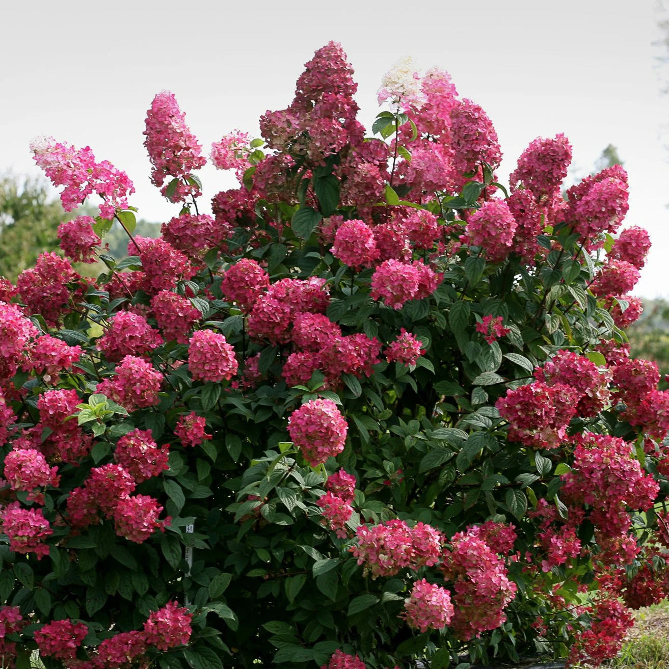 Proven Winners Direct Fire Light Hardy Hydrangea (Paniculata)