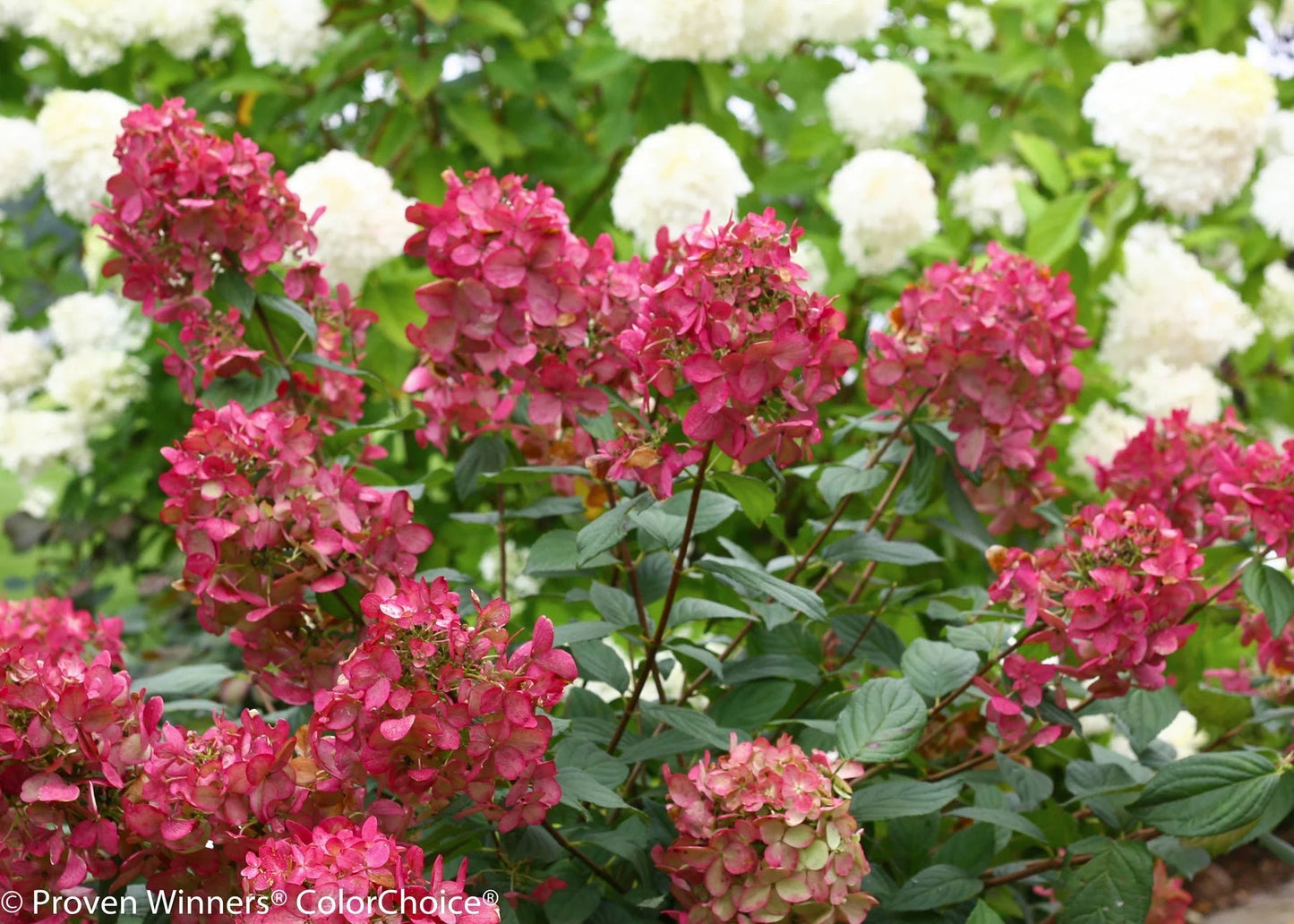 Proven Winners Direct Fire Light Hardy Hydrangea (Paniculata)