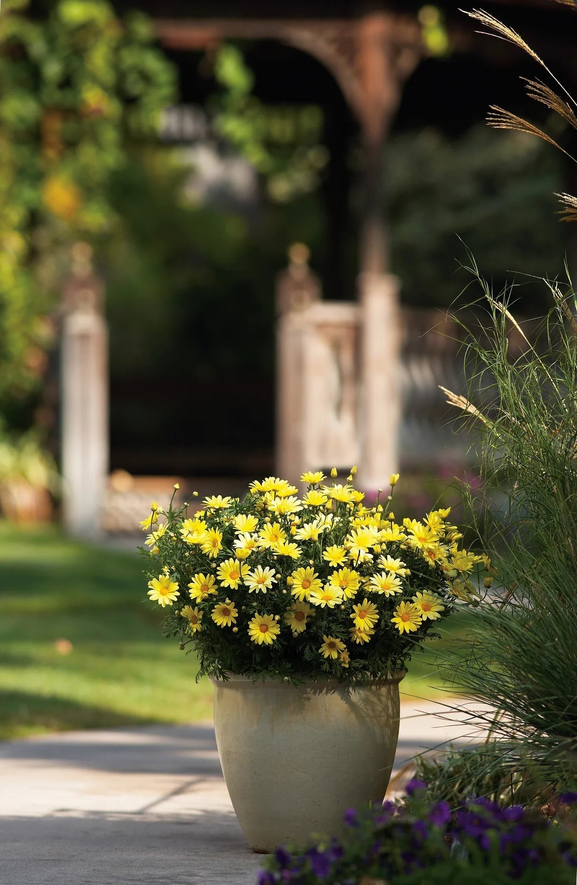 Proven Winners Direct Golden Butterfly Marguerite Daisy (Argyranthemum)