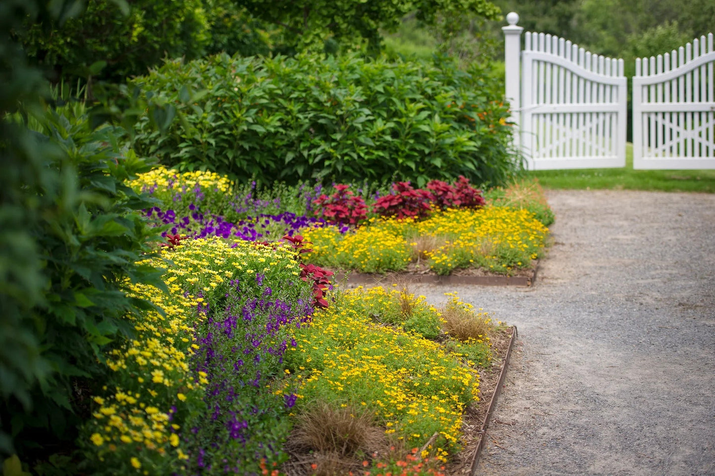 Proven Winners Direct Golden Butterfly Marguerite Daisy (Argyranthemum)