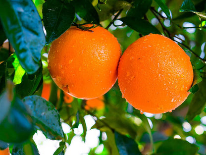 Hale Groves Valencia Oranges