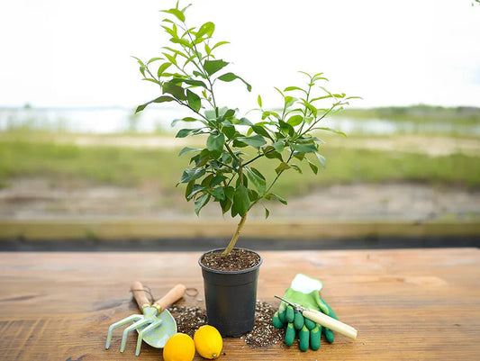 Hale Groves Mini Eureka Lemon Tree