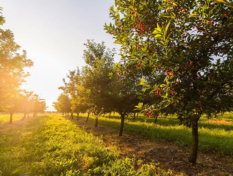 Hale Groves Sweet Mountain Bing Cherries