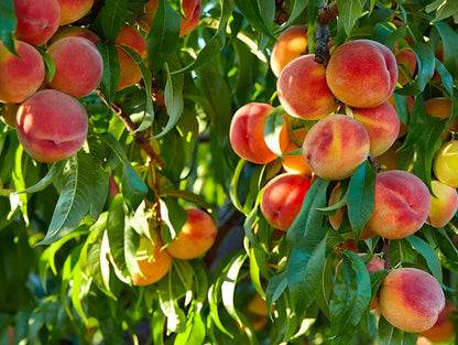 Hale Groves Sweet Georgia Peaches