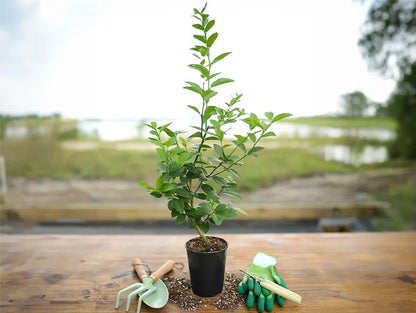 Hale Groves Mini Key Lime Tree