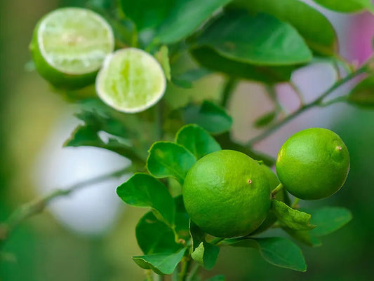 Hale Groves Mini Key Lime Tree