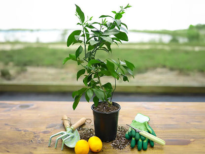 Hale Groves Mini Meyer Lemon Tree