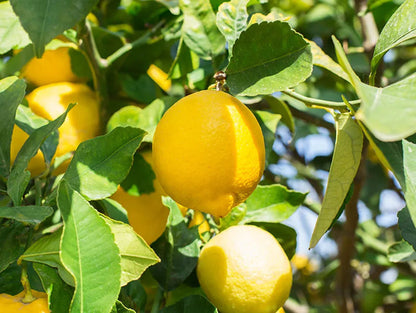 Hale Groves Mini Meyer Lemon Tree