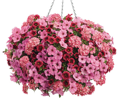 Proven Winners Direct Proven Winners Direct Supertunia Mini Vista Hot Pink (Petunia)