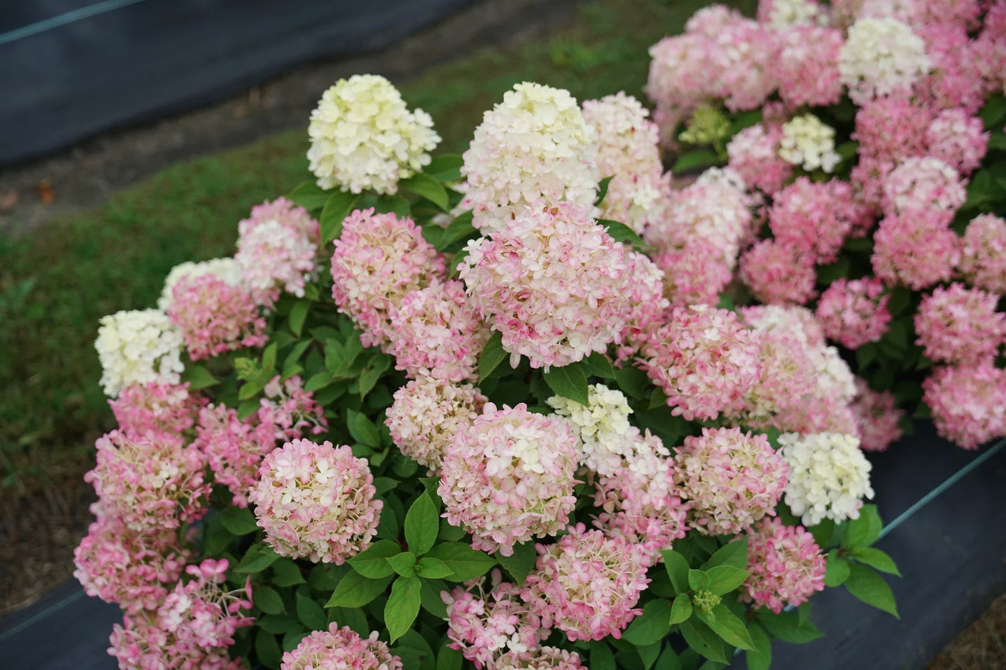 Proven Winners Direct Fire Light Tidbit Panicle Hydrangea (Paniculata)