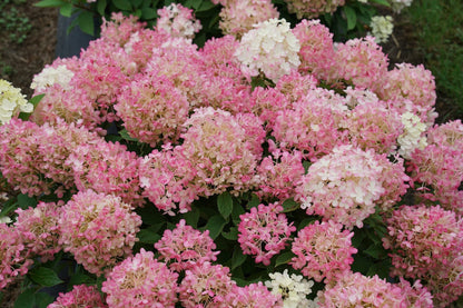 Proven Winners Direct Fire Light Tidbit Panicle Hydrangea (Paniculata)