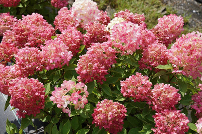 Proven Winners Direct Fire Light Tidbit Panicle Hydrangea (Paniculata)