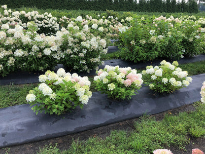 Proven Winners Direct Fire Light Tidbit Panicle Hydrangea (Paniculata)