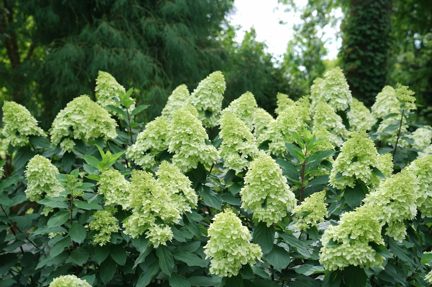 Proven Winners Direct Limelight Prime Panicle Hydrangea (Paniculata)