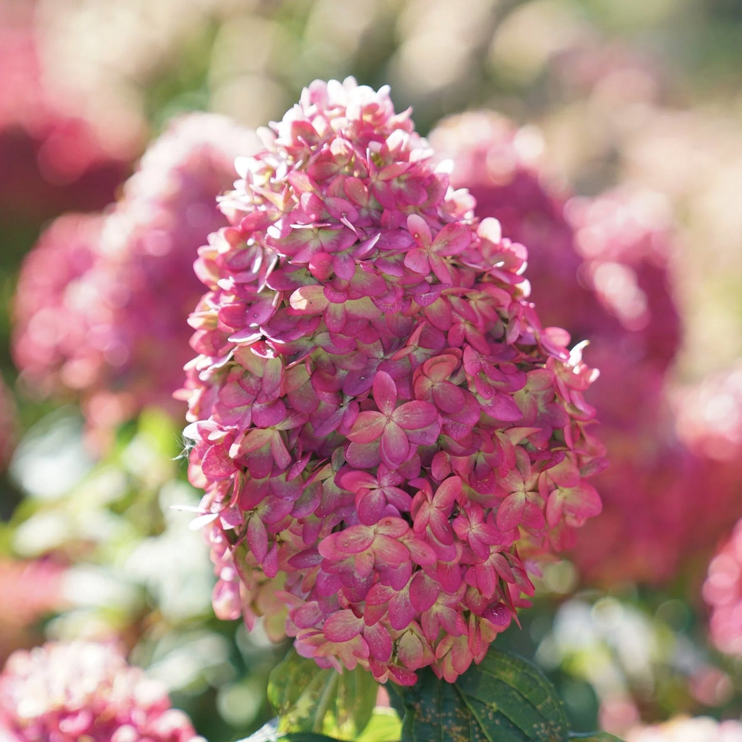 Proven Winners Direct Limelight Prime Panicle Hydrangea (Paniculata)