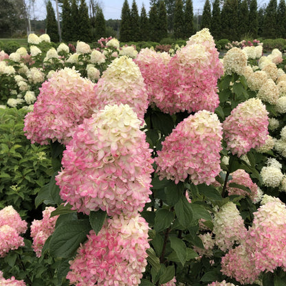 Proven Winners Direct Limelight Prime Panicle Hydrangea (Paniculata)