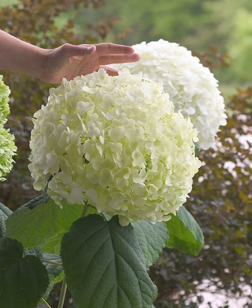 Proven Winners Direct Incrediball Smooth Hydrangea (Arborescens)