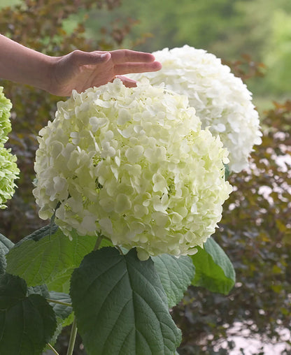 Proven Winners Direct Incrediball Smooth Hydrangea (Arborescens)