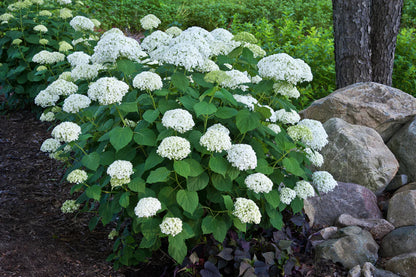 Proven Winners Direct Incrediball Smooth Hydrangea (Arborescens)