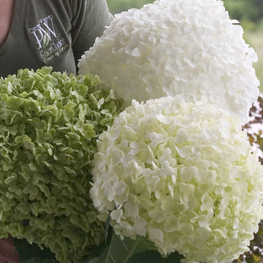 Proven Winners Direct Incrediball Smooth Hydrangea (Arborescens)