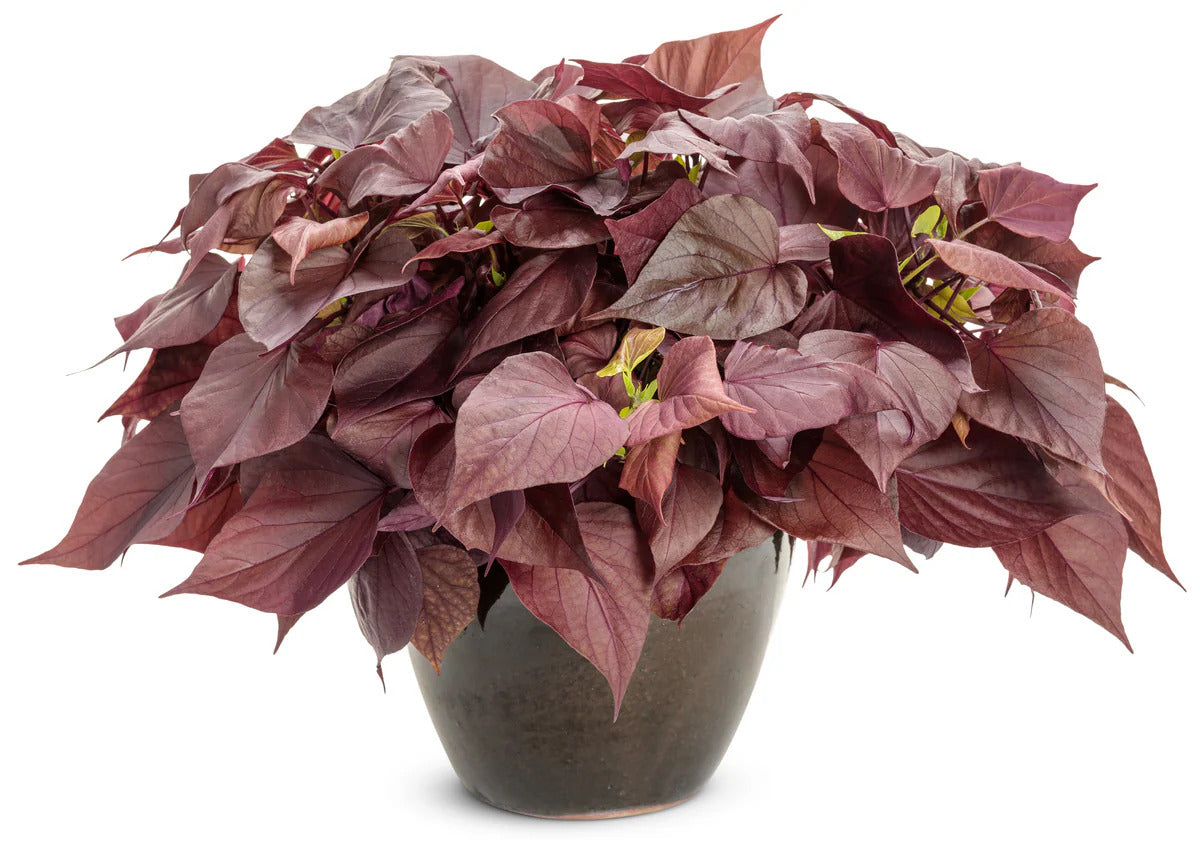 Proven Winners Direct Sweet Caroline Sweetheart Mahogany Sweet Potato Vine (Ipomoea)