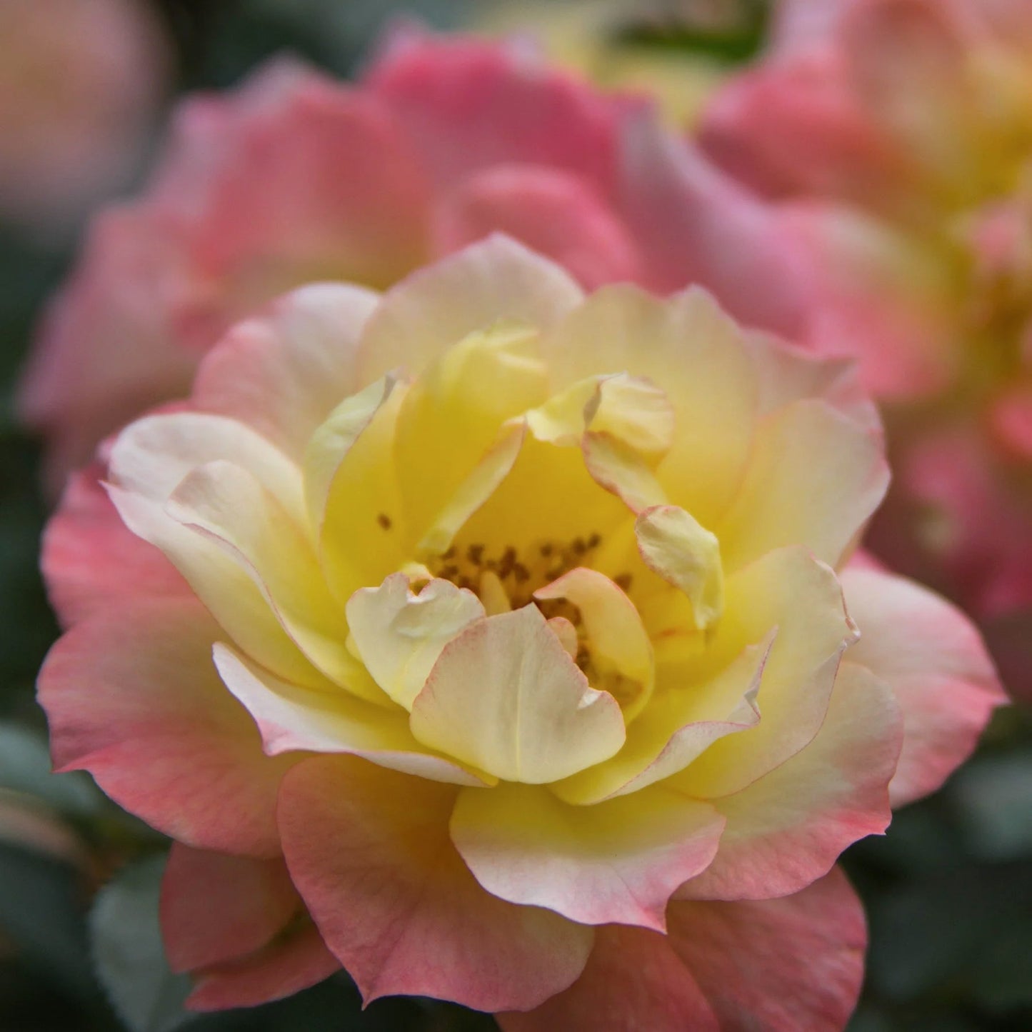 Proven Winners Direct Oso Easy Italian Ice Landscape Rose (Rosa)