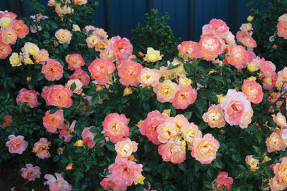 Proven Winners Direct Oso Easy Italian Ice Landscape Rose (Rosa)